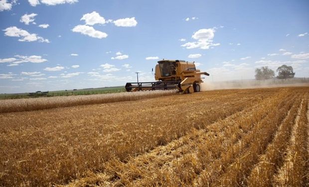 Según Solmi, la siembra récord de trigo y cebada es por las "políticas activas" del Gobierno