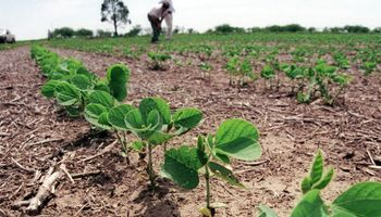 La humedad y el poder germinativo apuran a la soja y en una semana se sembraron 1,6 millones de hectáreas