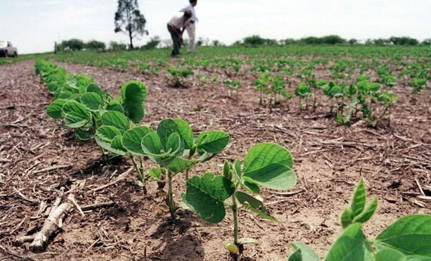 La humedad y el poder germinativo apuran a la soja y en una semana se sembraron 1,6 millones de hectáreas