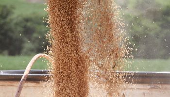 La siembra de soja crecerá por primera vez en siete años: las razones