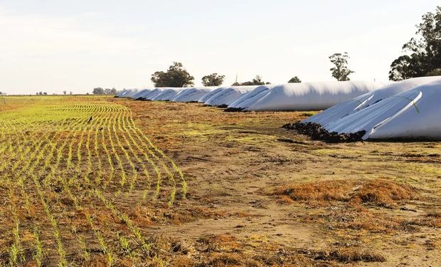 Para volver a sembrar: ¿Conviene vender 1000 toneladas de soja o tomar un crédito de US$ 300 mil a 180 días?