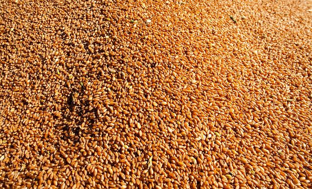 Zona núcleo: la siembra de trigo podría caer hasta un 60%, pero muchos están obligados a sembrar para no quebrar