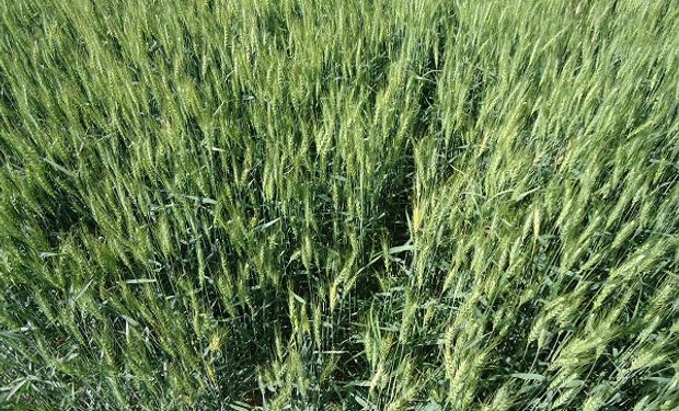 Cierre de gruesa y fina 23/24: de una cosecha compleja a la siembra de trigo, qué no puede faltar en una campaña con múltiples desafíos