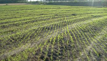 Siembra, pulverización e insumos: cómo evolucionaron los costos para soja, maíz, trigo, cebada, girasol y sorgo
