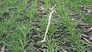 Baja rentabilidad del trigo impulsa la siembra de cebada