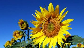 Un 36% más de girasol 