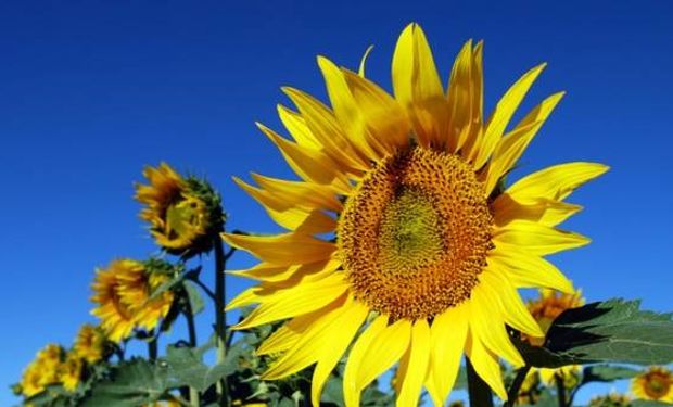 Girasol argentino vuelve a tener buenas perspectivas.