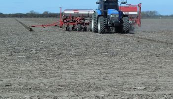 El girasol de la campaña 2016/17 puso primera