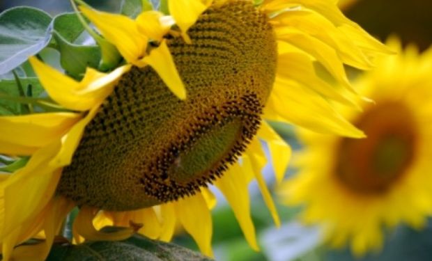 Por excesos hídricos la proyección de siembra con girasol se reduce a 1.750.000 hectáreas.