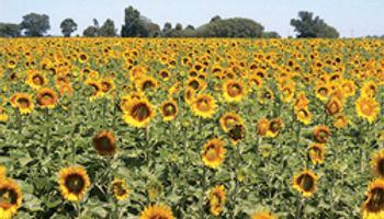Avanza siembra de girasol: se cubrió el 21,3% del área