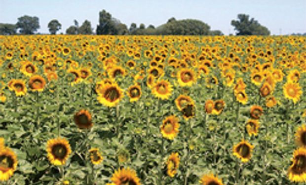 Avanza siembra de girasol: se cubrió el 21,3% del área