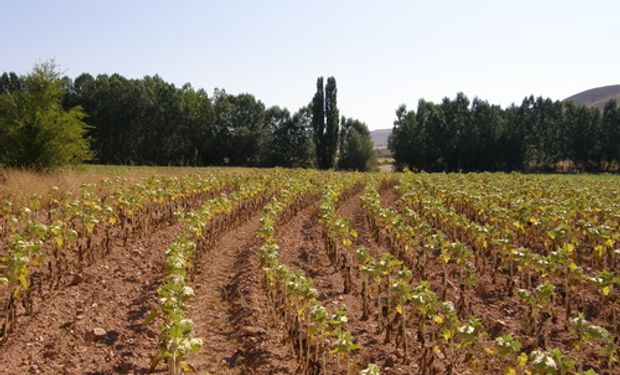 Girasol: demora en cosecha reduce pronóstico inicial