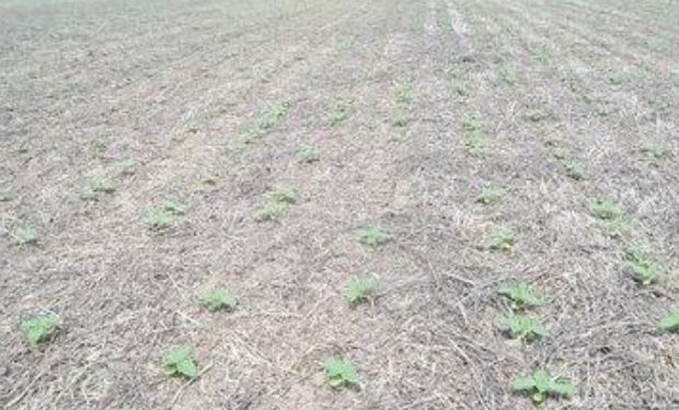 Lote de girasol sobre rastrojo de soja, en germinación y crecimiento, en el norte del departamento General Obligado.-