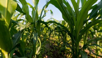 El 90 % del maíz temprano entró en floración con muy buen estado