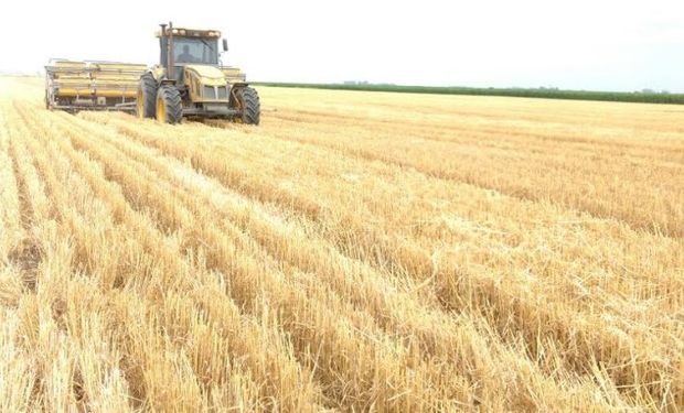 Avance de siembra se ubica en 63 % del área estimada.