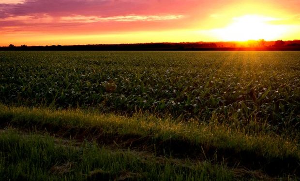 Un anuncio de baja de retenciones podría lograr revertir la merma en la intención de superficie de siembra del forrajero que hoy se proyecta.