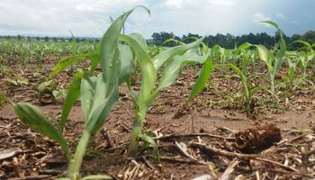 Finalizó la siembra de maíz con una merma del 9% en el área