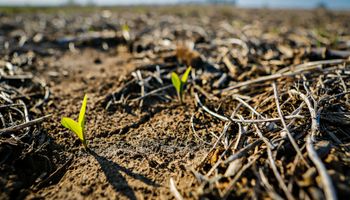 Región núcleo: 50% de avance en la siembra de maíz de primera