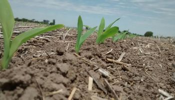 El predio de AgroActiva ya está sembrado