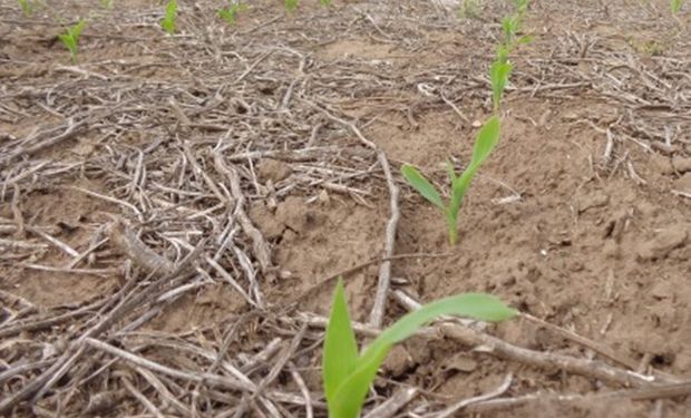 Lote de maíz emergiendo en buenas condiciones. Serrano, Córdoba. (03-10-14)