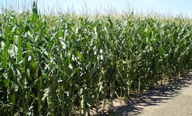 Qué tecnologías se están aplicando en el inicio de la siembra de maíz