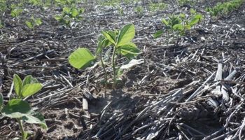 Alerta para la soja: clima seco podría demorar la siembra