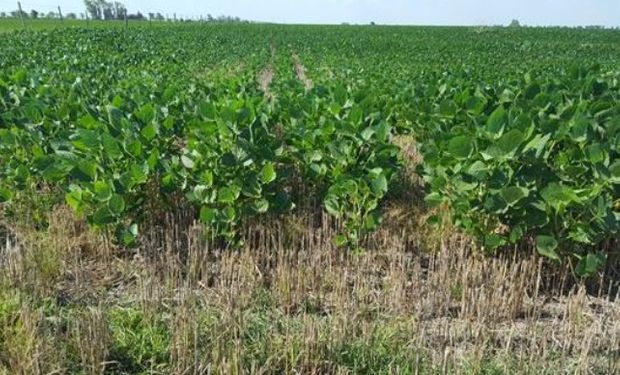 Lote de soja de segunda sobre rastrojo de trigo, 95 % uniformidad de lote, con buen control de malezas, en el centro sur del departamento Las Colonias.-