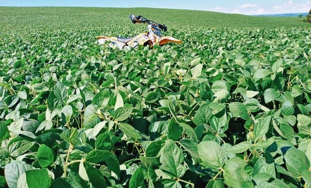 Brasil: la siembra de soja entra en la recta final y la estimación de cosecha se mantiene en valores récord
