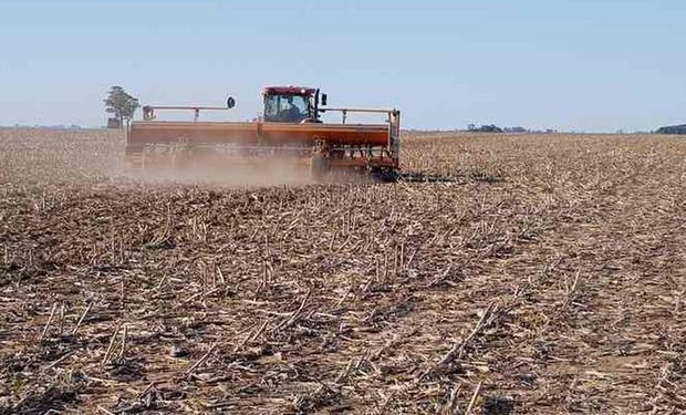 Soja y maíz: anticipan un mayor ritmo de siembra luego de la mejora en la oferta hídrica