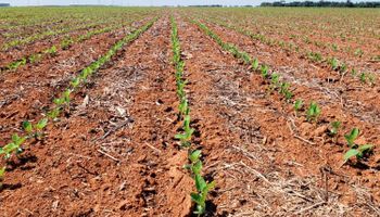 Soja en Brasil: pese al lento ritmo de siembra, se esperan más de 120 millones de toneladas