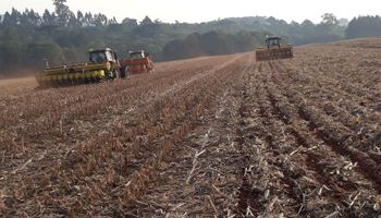 ¿Factor bajista para la soja? El atraso de la siembra en Brasil no afecta por ahora la previsión de cosecha