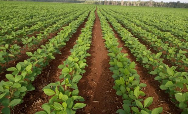 La siembra de soja en Brasil ingresa en la recta final y explican por qué se mantiene la estimación de cosecha récord
