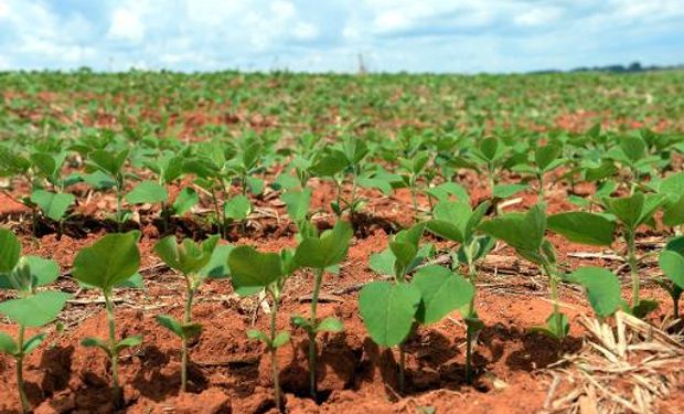 La implantación se encuentra 6 puntos porcentuales por debajo del nivel vigente un año atrás.