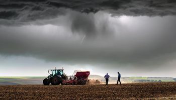 Soja, trigo y maíz: los datos del USDA que impactan al mercado de granos