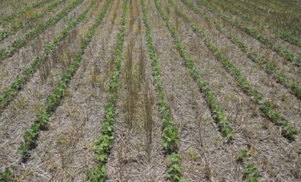 Lote de soja de segunda, sobre rastrojo de trigo, con muy buena germinación y desarrollo de planta, en el centro del departamento Las Colonias.-