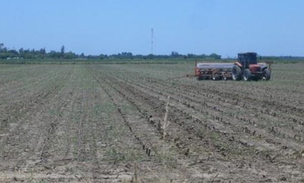 Lote de rastrojo de girasol, en pleno proceso de siembra de soja de segunda en el centro del departamento General Obligado.-