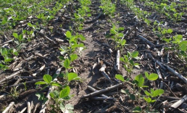 Las condiciones climáticas permiten que avance la siembra de soja.