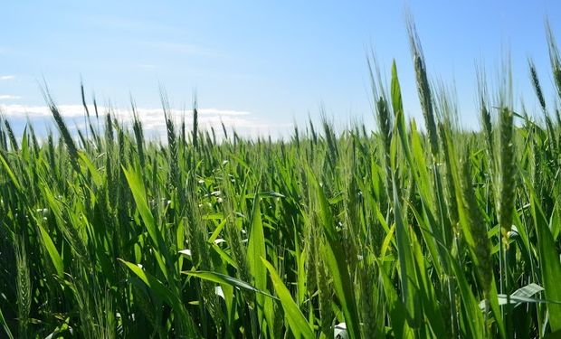 La siembra de trigo arrancó con fuerza en varias zonas agrícolas.