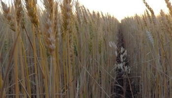 Factores climáticos podrían limitar la expansión del trigo