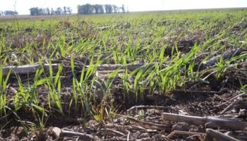 Siembra de trigo promete ser la más importante de los últimos 10 años