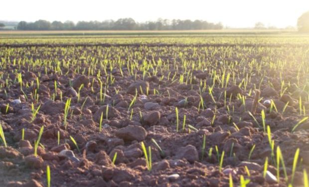 La siembra de trigo siguió a buen ritmo, incrementándose las intenciones proyectadas.