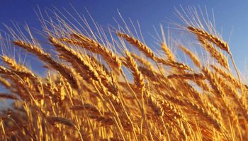 Molinos compran trigo de forma anticipada: se aseguraron 24.000 toneladas de la nueva campaña