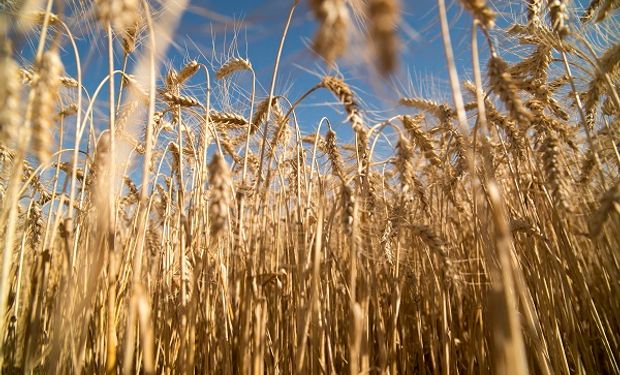 El Gobierno estima que la siembra de trigo será la mayor en 19 años