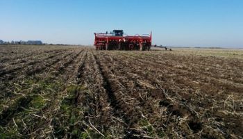 Estiman que la siembra de trigo será larga y dificultosa