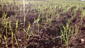 La siembra de trigo en la nueva campaña sería la segunda mayor en 20 años