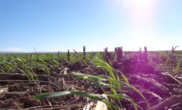 La siembra no se detiene en Santa Fe: en 12 días se completó el 58 % del área esperada de trigo