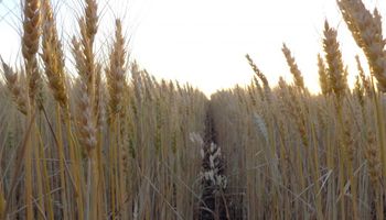 El clima seco sobre el norte y el oeste redujo en 150 mil hectáreas la siembra de trigo