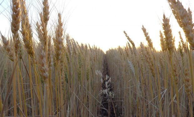 El clima seco sobre el norte y el oeste redujo en 150 mil hectáreas la siembra de trigo