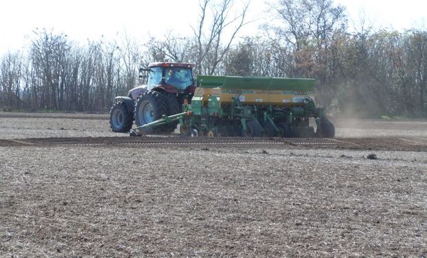 Un buen año para sembrar trigo con tecnología