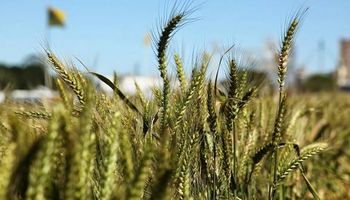 El trigo, cada vez más cerca de la peor siembra en una década